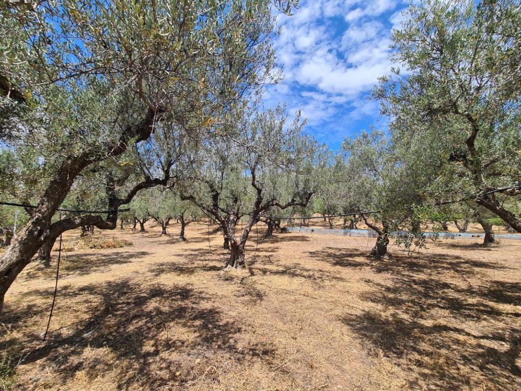 Το Κτήμα Της Ελιάς Του Τάκη Guest House Paralia Demonias Екстериор снимка