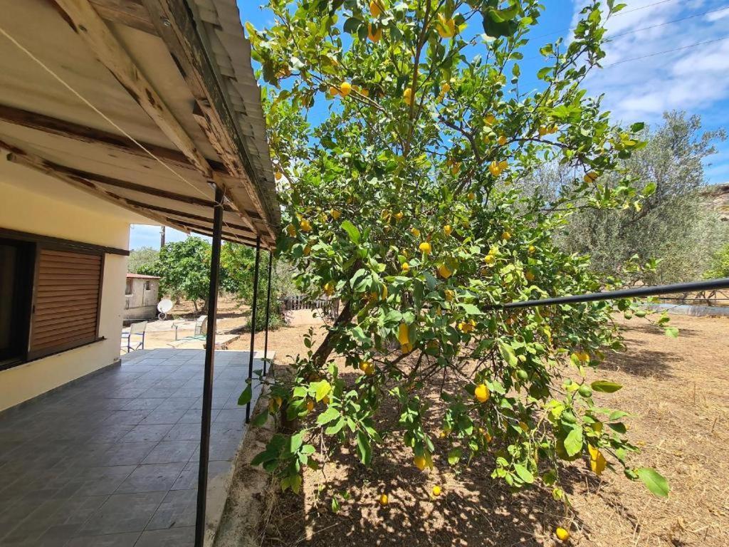 Το Κτήμα Της Ελιάς Του Τάκη Guest House Paralia Demonias Екстериор снимка